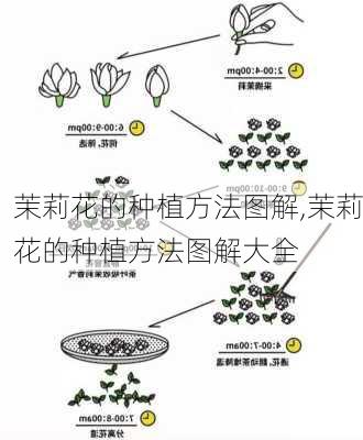 茉莉花的种植方法图解,茉莉花的种植方法图解大全