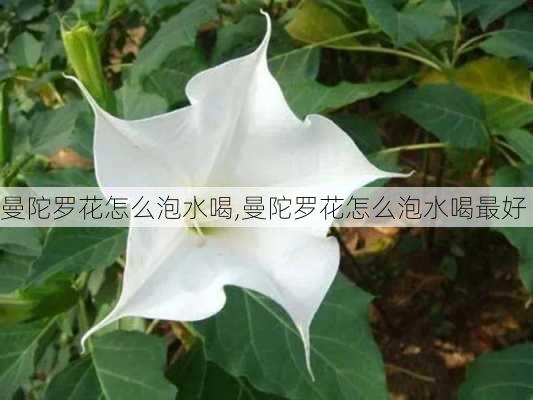 曼陀罗花怎么泡水喝,曼陀罗花怎么泡水喝最好