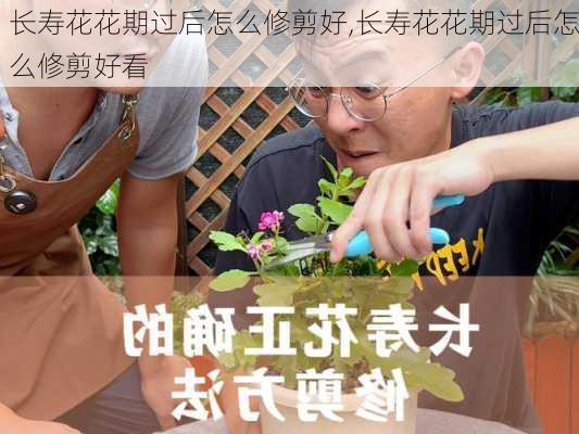 长寿花花期过后怎么修剪好,长寿花花期过后怎么修剪好看