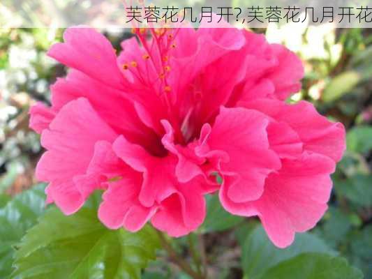 芙蓉花几月开?,芙蓉花几月开花