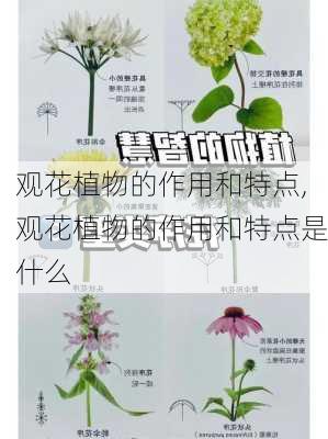 观花植物的作用和特点,观花植物的作用和特点是什么