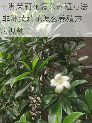 非洲茉莉花怎么养殖方法,非洲茉莉花怎么养殖方法视频