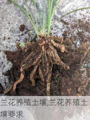 兰花养殖土壤,兰花养殖土壤要求