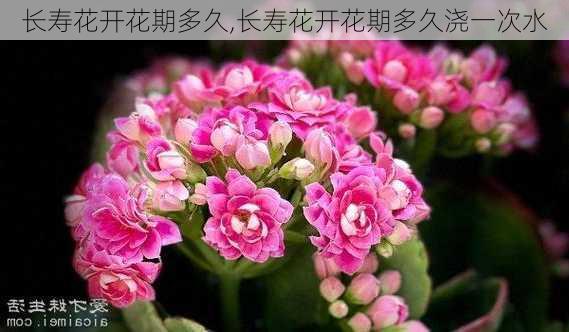 长寿花开花期多久,长寿花开花期多久浇一次水