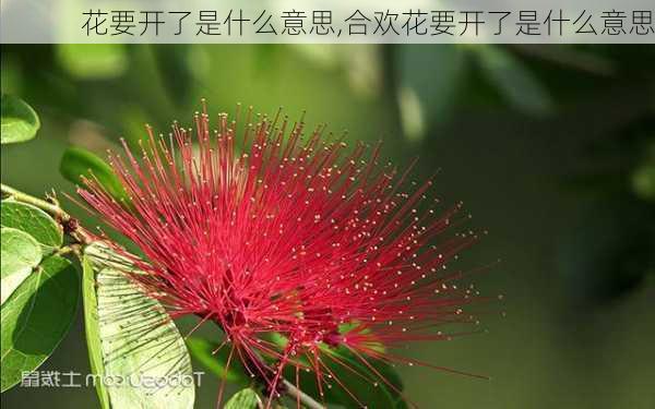 花要开了是什么意思,合欢花要开了是什么意思