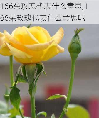 166朵玫瑰代表什么意思,166朵玫瑰代表什么意思呢