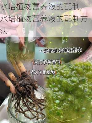 水培植物营养液的配制,水培植物营养液的配制方法