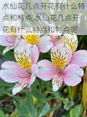 水仙花几点开花有什么特点和特点,水仙花几点开花有什么特点和特点呢