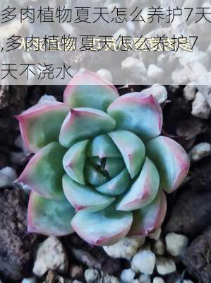 多肉植物夏天怎么养护7天,多肉植物夏天怎么养护7天不浇水