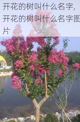 开花的树叫什么名字,开花的树叫什么名字图片