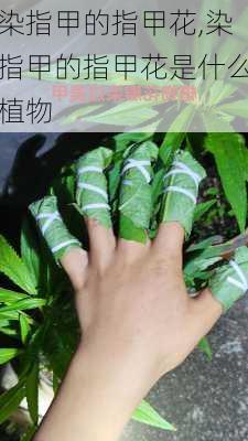 染指甲的指甲花,染指甲的指甲花是什么植物