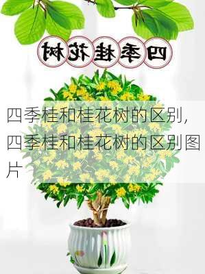 四季桂和桂花树的区别,四季桂和桂花树的区别图片