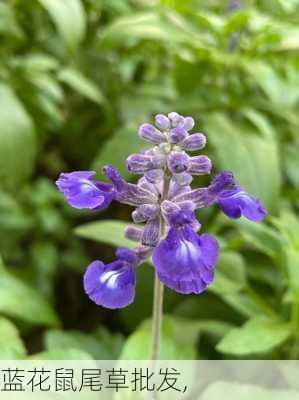 蓝花鼠尾草批发,