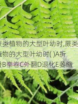 蕨类植物的大型叶幼时,蕨类植物的大型叶幼时( )A折叠B拳卷C外翻D退化E萎缩