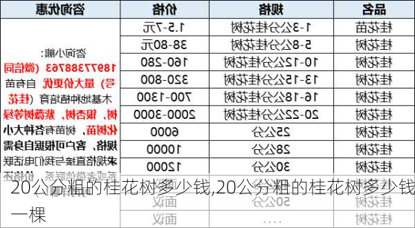 20公分粗的桂花树多少钱,20公分粗的桂花树多少钱一棵