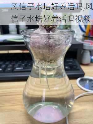 风信子水培好养活吗,风信子水培好养活吗视频