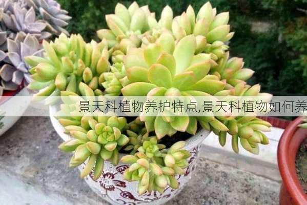 景天科植物养护特点,景天科植物如何养