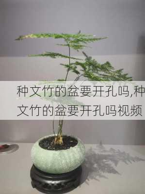 种文竹的盆要开孔吗,种文竹的盆要开孔吗视频