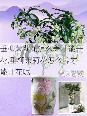 垂柳茉莉花怎么养才能开花,垂柳茉莉花怎么养才能开花呢