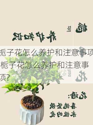 栀子花怎么养护和注意事项,栀子花怎么养护和注意事项?