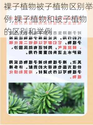 裸子植物被子植物区别举例,裸子植物和被子植物的区别和举例