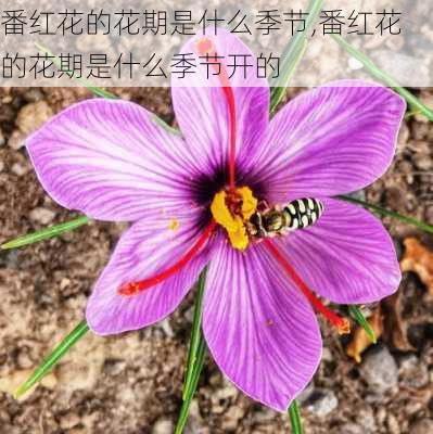 番红花的花期是什么季节,番红花的花期是什么季节开的