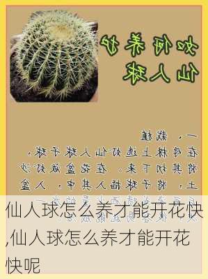 仙人球怎么养才能开花快,仙人球怎么养才能开花快呢