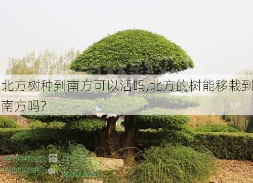 北方树种到南方可以活吗,北方的树能移栽到南方吗?