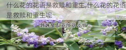 什么花的花语是救赎和重生,什么花的花语是救赎和重生呢