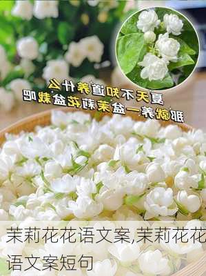 茉莉花花语文案,茉莉花花语文案短句