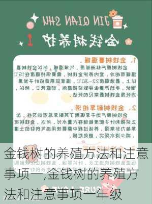 金钱树的养殖方法和注意事项一,金钱树的养殖方法和注意事项一年级