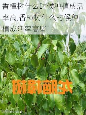 香樟树什么时候种植成活率高,香樟树什么时候种植成活率高些