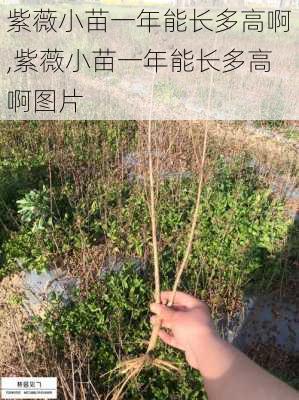 紫薇小苗一年能长多高啊,紫薇小苗一年能长多高啊图片