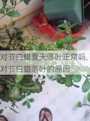 对节白蜡夏天落叶正常吗,对节白蜡落叶的原因