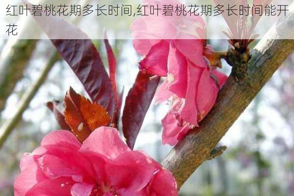 红叶碧桃花期多长时间,红叶碧桃花期多长时间能开花