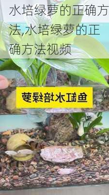 水培绿萝的正确方法,水培绿萝的正确方法视频