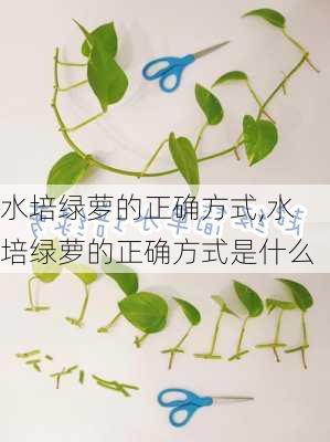 水培绿萝的正确方式,水培绿萝的正确方式是什么