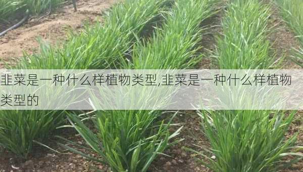 韭菜是一种什么样植物类型,韭菜是一种什么样植物类型的