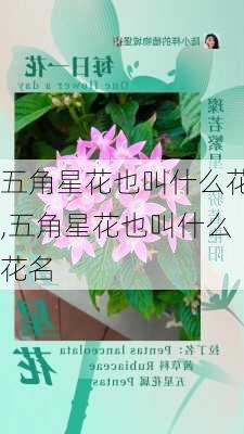 五角星花也叫什么花,五角星花也叫什么花名