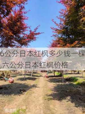 6公分日本红枫多少钱一棵,六公分日本红枫价格