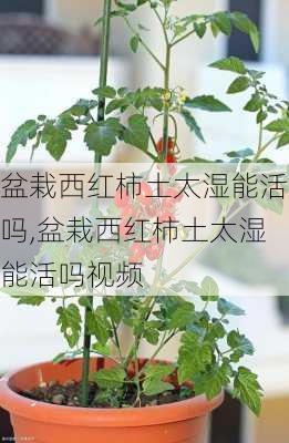 盆栽西红柿土太湿能活吗,盆栽西红柿土太湿能活吗视频