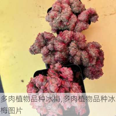 多肉植物品种冰梅,多肉植物品种冰梅图片