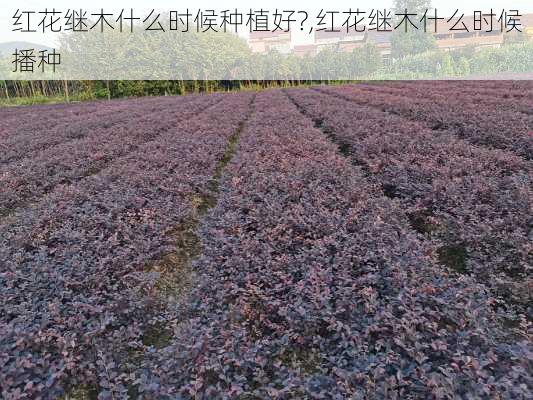 红花继木什么时候种植好?,红花继木什么时候播种