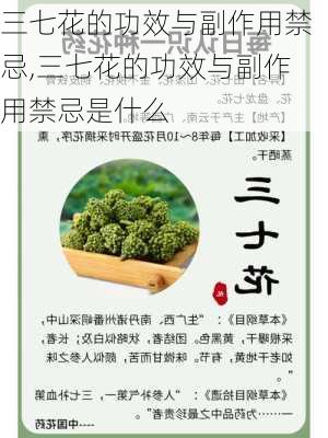 三七花的功效与副作用禁忌,三七花的功效与副作用禁忌是什么