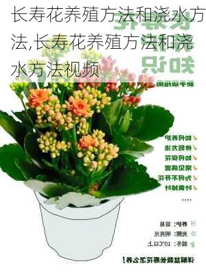 长寿花养殖方法和浇水方法,长寿花养殖方法和浇水方法视频