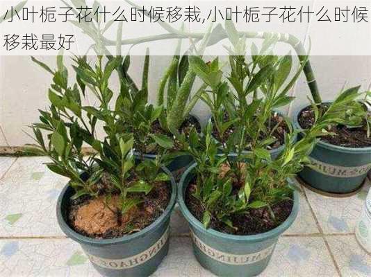 小叶栀子花什么时候移栽,小叶栀子花什么时候移栽最好