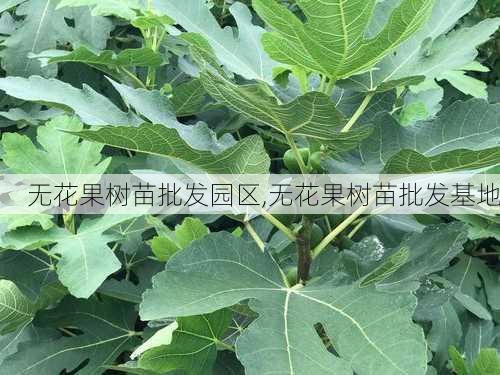 无花果树苗批发园区,无花果树苗批发基地