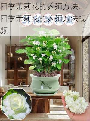 四季茉莉花的养殖方法,四季茉莉花的养殖方法视频