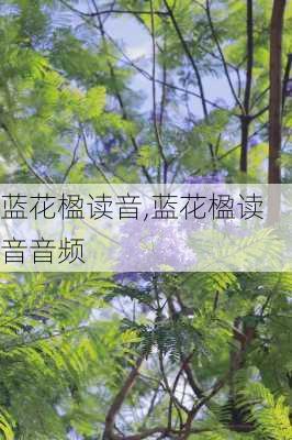 蓝花楹读音,蓝花楹读音音频