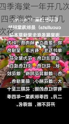 四季海棠一年开几次,四季海棠一年开几次花